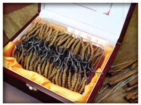 凤山冬虫夏草回收